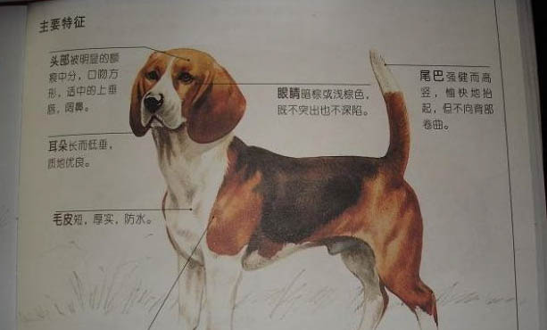 比格犬价格多少钱一只