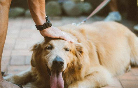 新手如何挑金毛狗犬狗粮呢