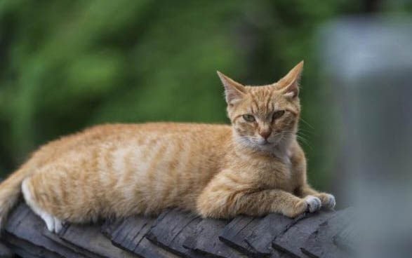 猫怀孕多久会孕吐？