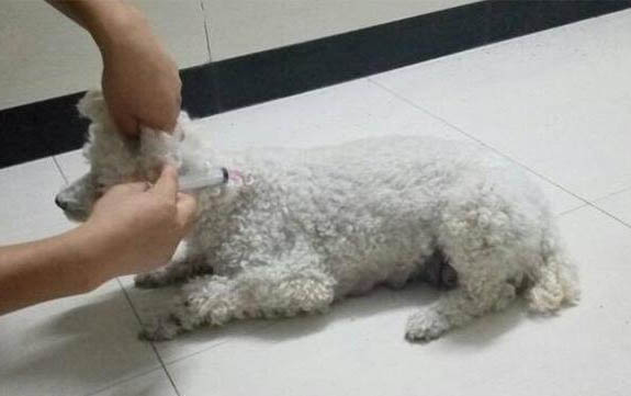 怎么给泰迪犬剪指甲