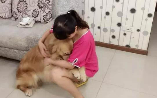 金毛犬如何区分公母