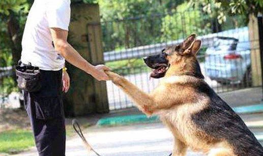 边境牧羊犬幼犬多少钱一只