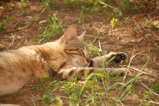 猫可以找到回家的路吗