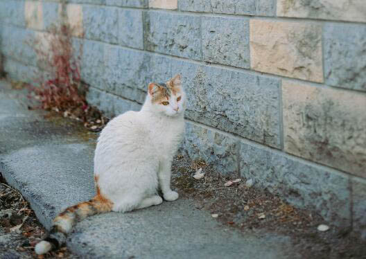 成年英短一天吃多少猫粮