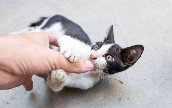 猫咪吐黄水不吃食