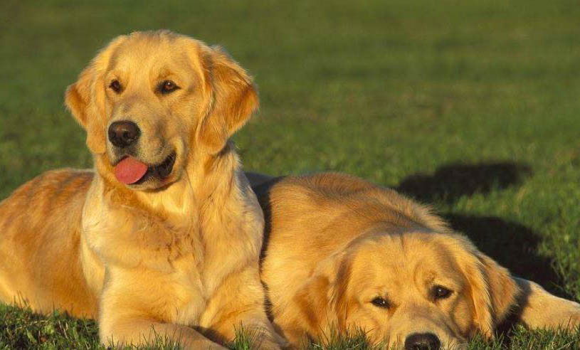 最便宜的大型犬多少钱