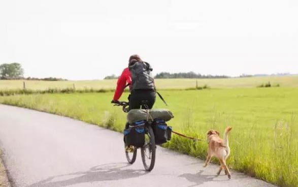 大狗如何预防犬瘟？