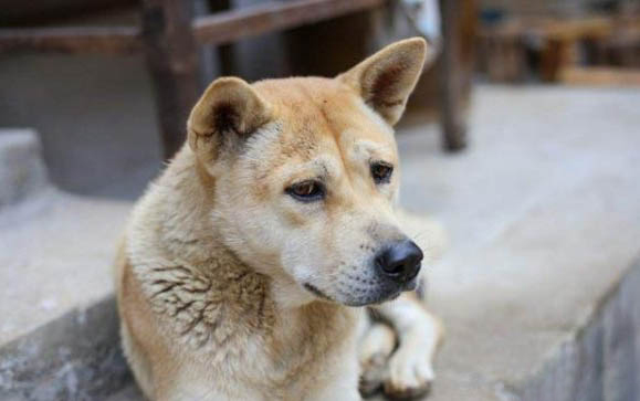 做细小和犬瘟要多久时间