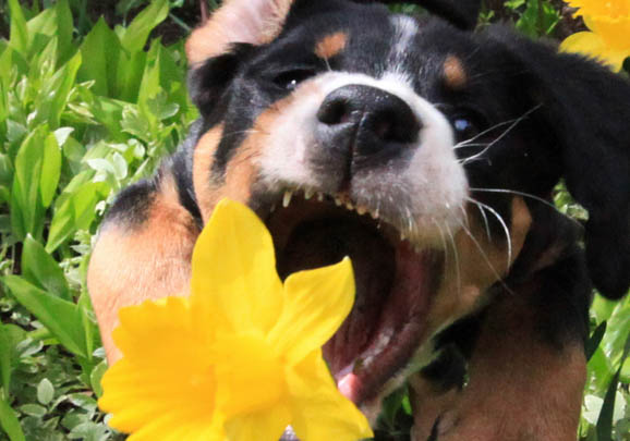 大瑞士山地犬多少钱一只