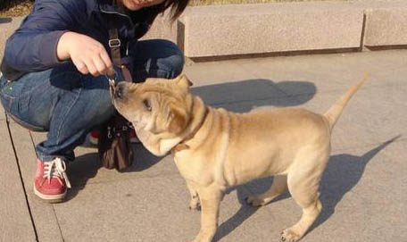 中国沙皮犬的起源和历史