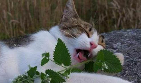 宠物猫：七个月的猫一天吃多少千克的猫粮