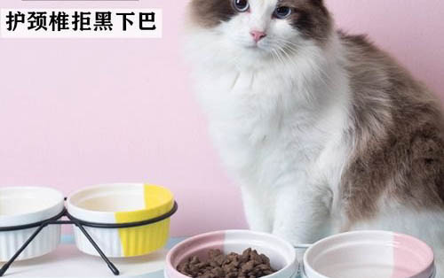 猫咪一直拉稀但是精神很好怎么办