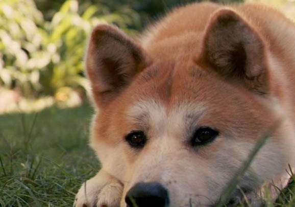 秋田犬价格一般多少钱