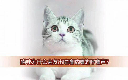 猫一般多大才抓老鼠