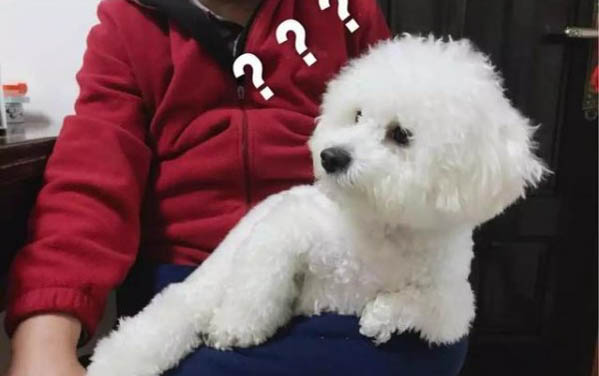 纯种比熊犬多少钱一只?