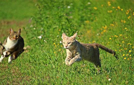 猫咪多久吃一次猫草