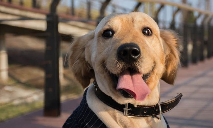 贵宾犬一般卖多少钱狗生下来为什么要绑尾巴