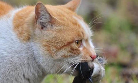 猫咪真菌感染初期症状