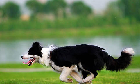 边境牧羊犬性格特点是什么