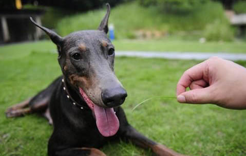 迷你杜宾犬幼犬多少钱一只