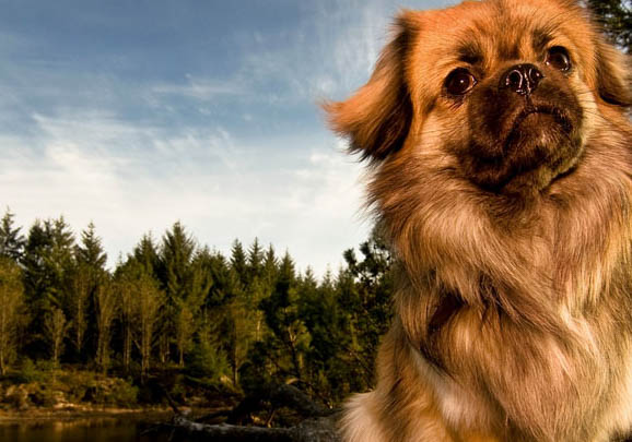 博伊金猎犬哪种颜色好