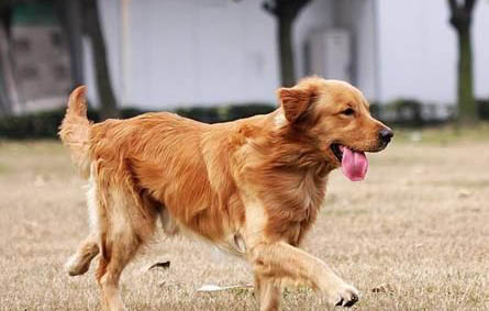 金毛犬和拉布拉多犬的区别