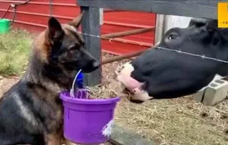 德牧幼犬驱虫多久可以进食