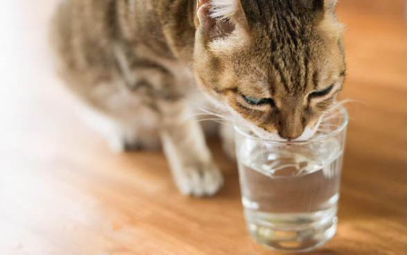 小猫到家不吃不喝，应该怎么办