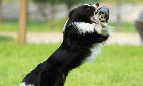 公犬尿道口黄脓怎么治