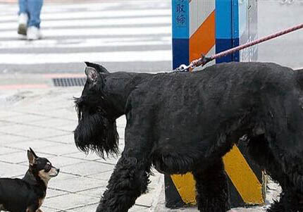 雪纳瑞犬生产后恶露多久排干净