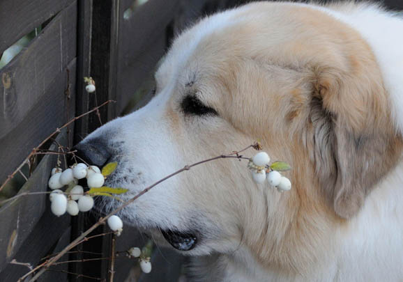 大白熊犬价格 大白熊犬多少钱一只