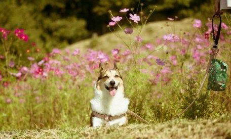 狗狗得了犬瘟后多久才能打疫苗