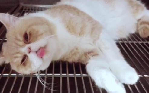 猫咪为什么要喂生骨肉