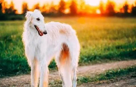 爱尔兰猎狼犬多少钱