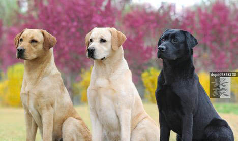 拉布拉多幼犬喂多少