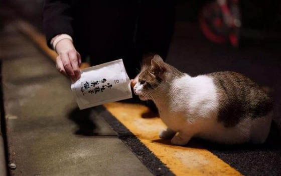 猫冬天在外面会冻死吗