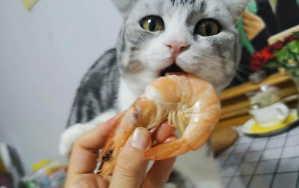 猫咪为什么爱钻盒子