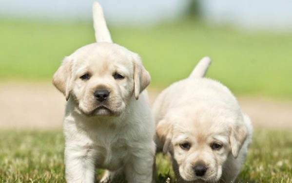 拉布拉多犬幼犬多少钱一只