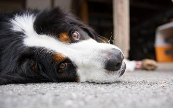 英国玩具猎鹬犬手术伤口多久恢复