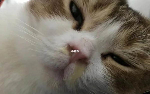 如果小猫出现呕吐症状是怎么了啊