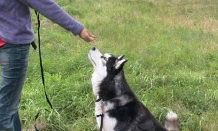 狗吃驱虫药可以预防弓形虫吗