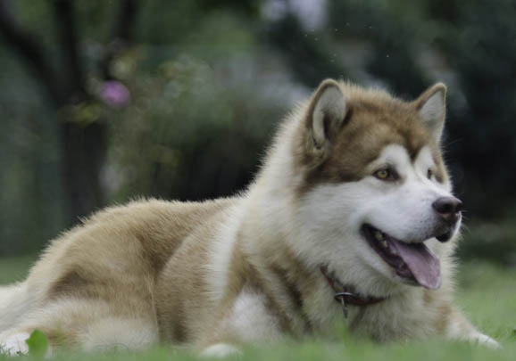 阿拉斯加犬和二哈有什么区别呢