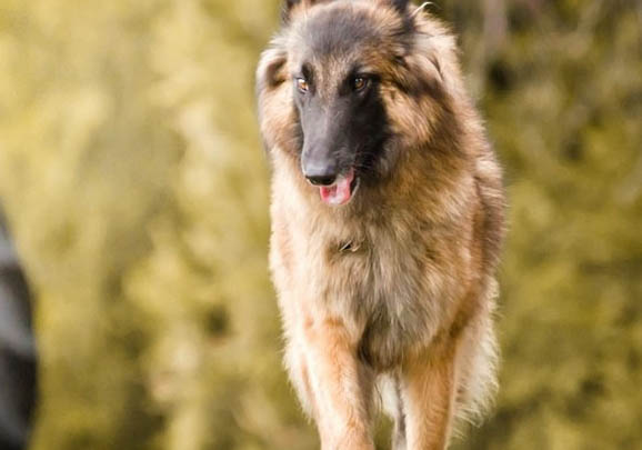 如何驯养烈马狗犬幼犬狗粮呢