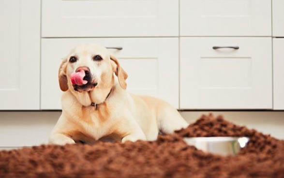 狗狗狂犬疫苗多少钱一针