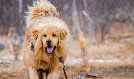 狗狗嘴流粘液是犬瘟