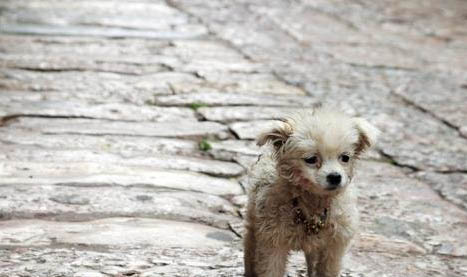 犬猫不明原因发热的诊断方法及处理