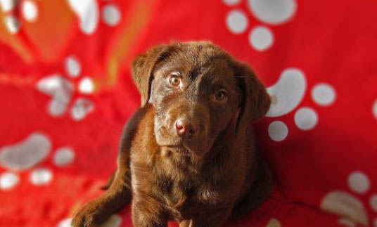 拉布拉多幼犬不停的咳嗽是什么情况呢