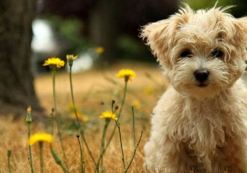 泰迪犬可不可以吃猪肉