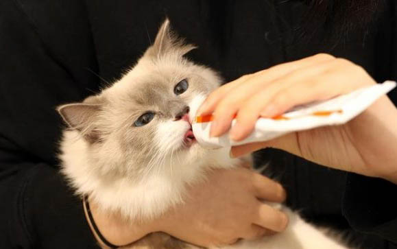 刺猬可以吃猫罐头吗