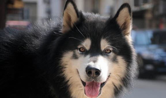 阿拉斯加幼犬应该从多大开始训练